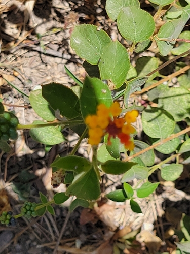 Lantana horrida