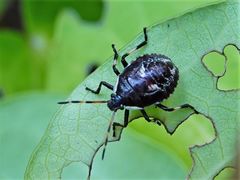 Cermatulus nasalis nasalis