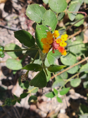 Lantana horrida