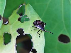 Cermatulus nasalis nasalis