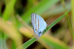 Paiwarria venulius