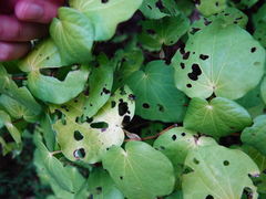 Cermatulus nasalis nasalis