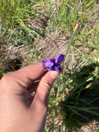 iNaturalist observation photo of blue dicks