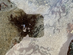 Ahnfeltia fastigiata