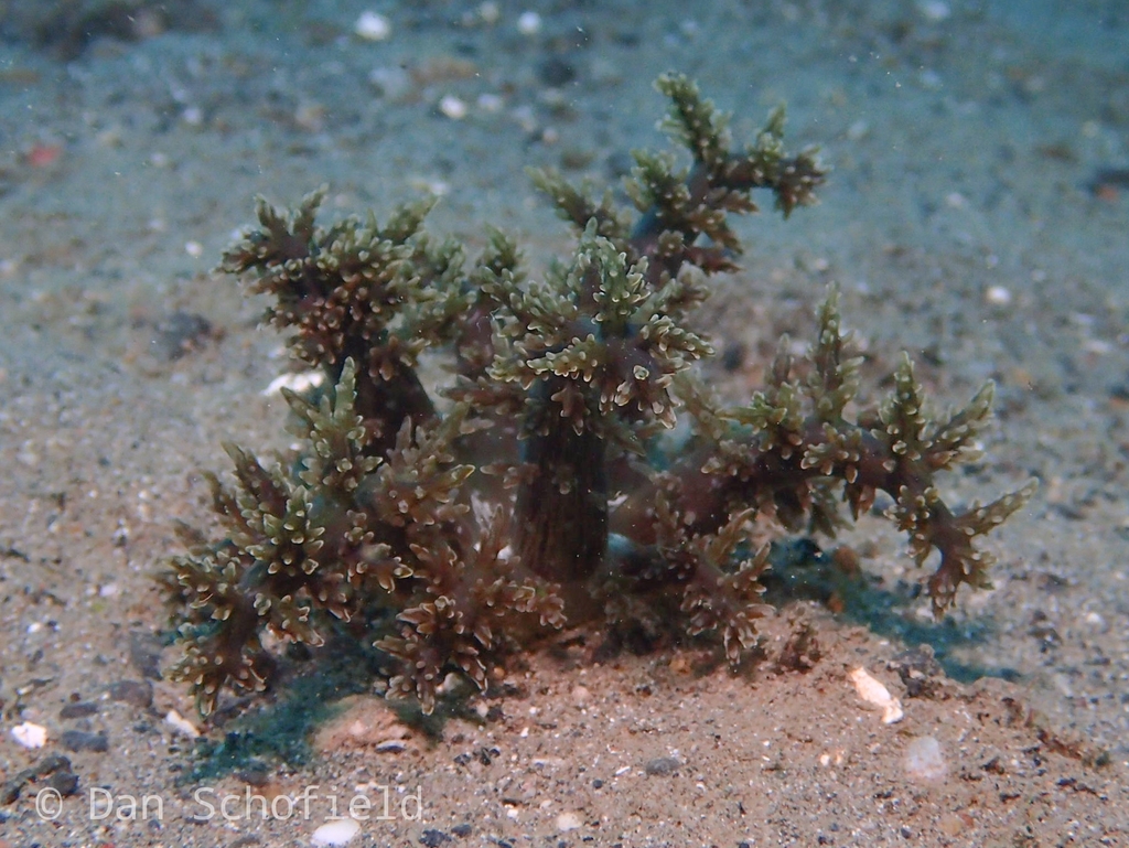 tree anemone