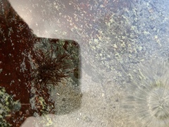 Ahnfeltia fastigiata