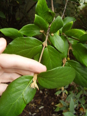 Viburnum × burkwoodii