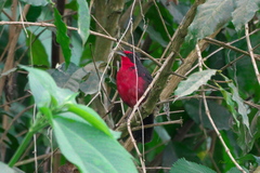 Rhodinocichla rosea