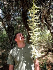 Tillandsia prodigiosa