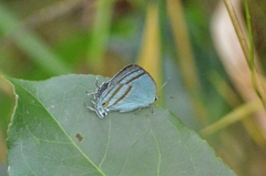 Paiwarria venulius