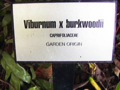 Viburnum × burkwoodii