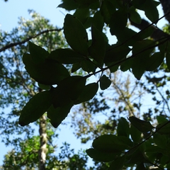 Laurelia sempervirens