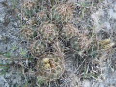 Ancistrocactus scheeri