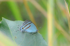 Paiwarria venulius