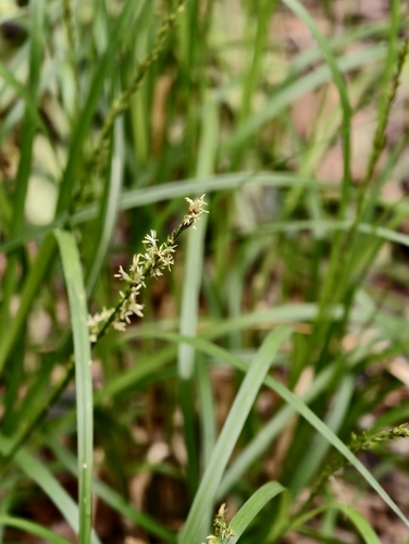 Carex canariensis