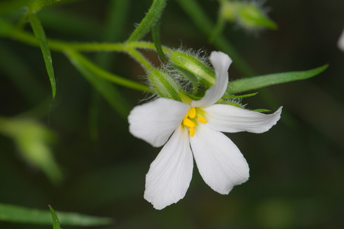 Santa Catalina mountain phlox (Phlox tenuifolia)
