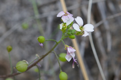 white bladderpod (Physaria purpurea)