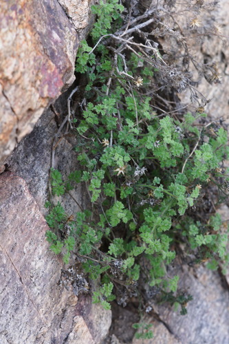 Lemmon's rockdaisy (Laphamia lemmonii)