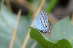 Paiwarria venulius