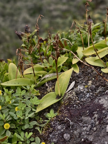 Canary Three-finger Orchid (Habenaria tridactylites)