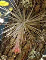 Tillandsia plumosa