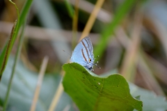 Paiwarria venulius