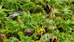 Alchemilla orbiculata