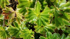 Alchemilla orbiculata