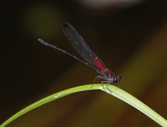 Hetaerina moribunda