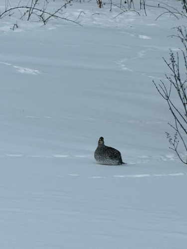Sharp-tailed Grouse