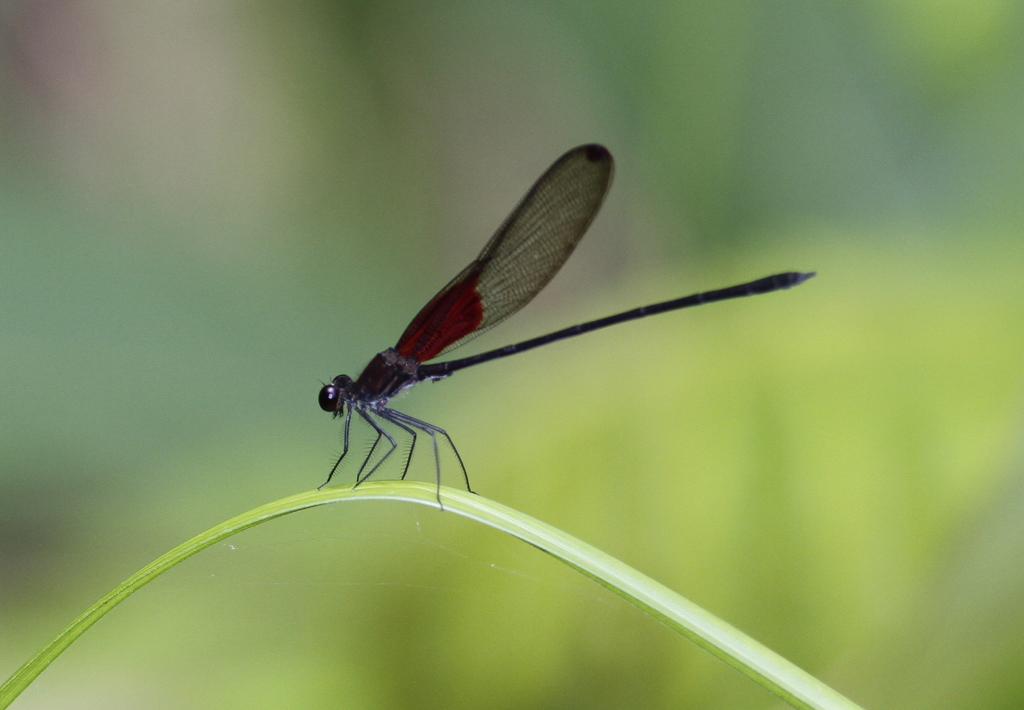 Hetaerina moribunda