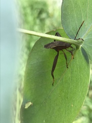 Amorbini