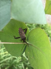 Amorbini