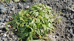 Hypochaeris sessiliflora