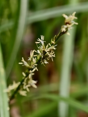 (c) Ben Jobson, some rights reserved (CC BY) Carex canariensis, photograph (c) Ben Jobson, some rights reserved (CC BY)