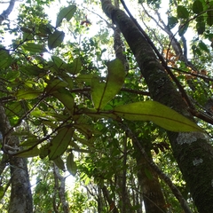 Aextoxicon punctatum