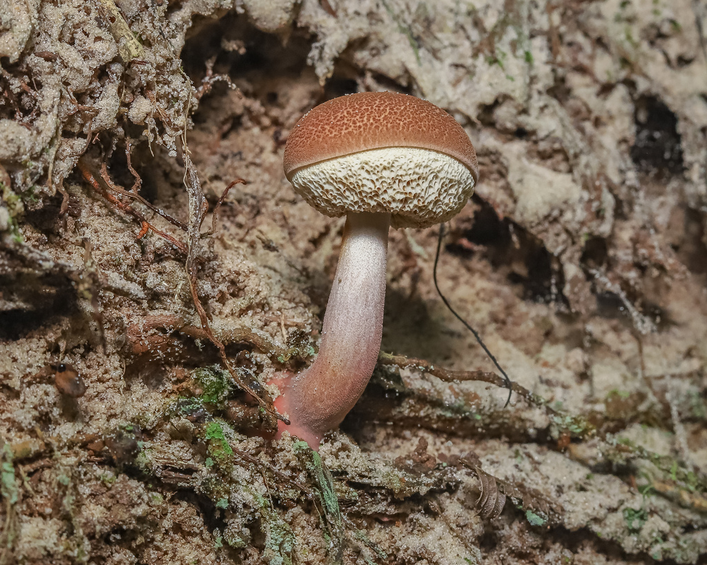 Austroboletus festivus
