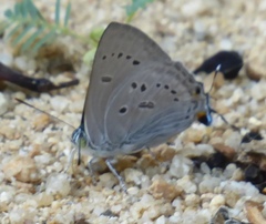 Ancema ctesia