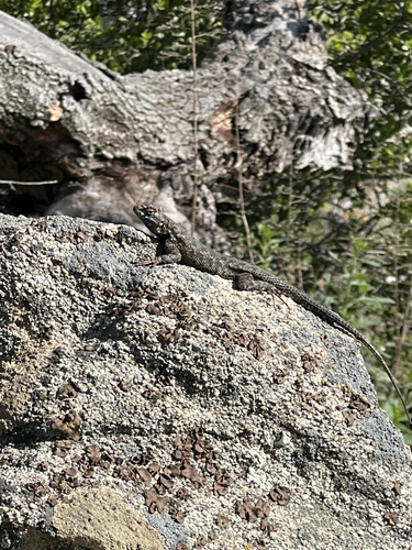 iNaturalist observation photo of Western Fence Lizard