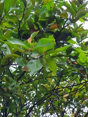 Syzygium aqueum