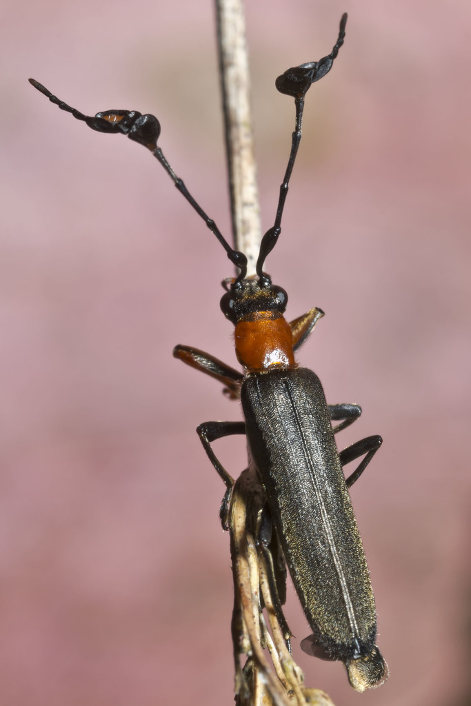 Dohrnia miranda
