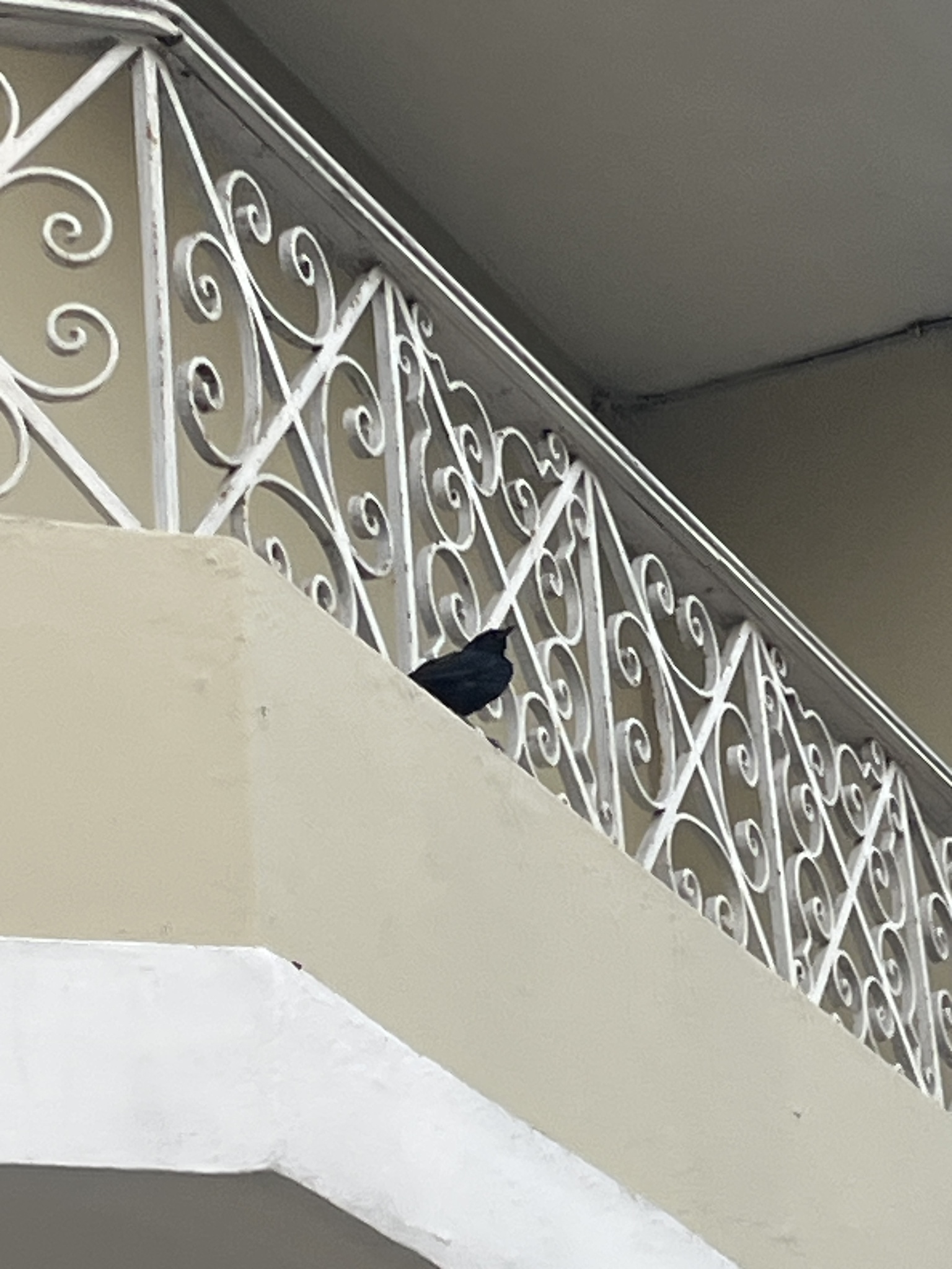 Scrub Blackbird (Dives warczewiczi), photo 9