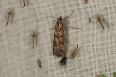 Nomophila corticalis