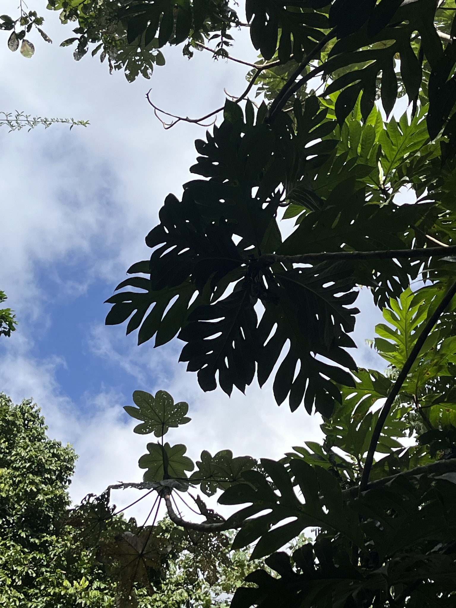 Breadfruit (Artocarpus altilis)