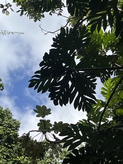 L'arbre À Pain (Artocarpus altilis)