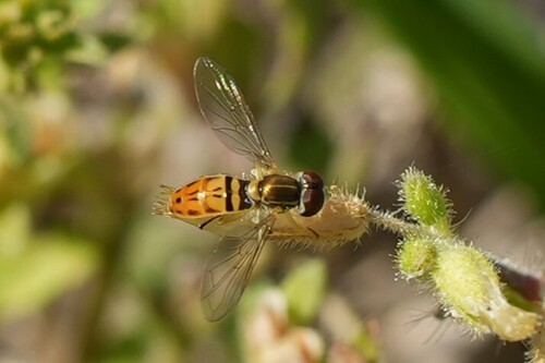 Unknown species found near Cattail Marsh, Beaumont, TX 77705, USA