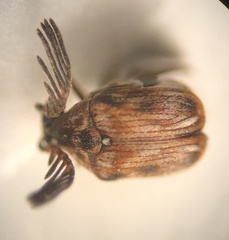 Megacerus cubiculus