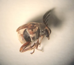 Megacerus cubiculus
