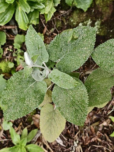 Sideritis macrostachyos, photograph 5