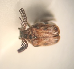 Megacerus cubiculus